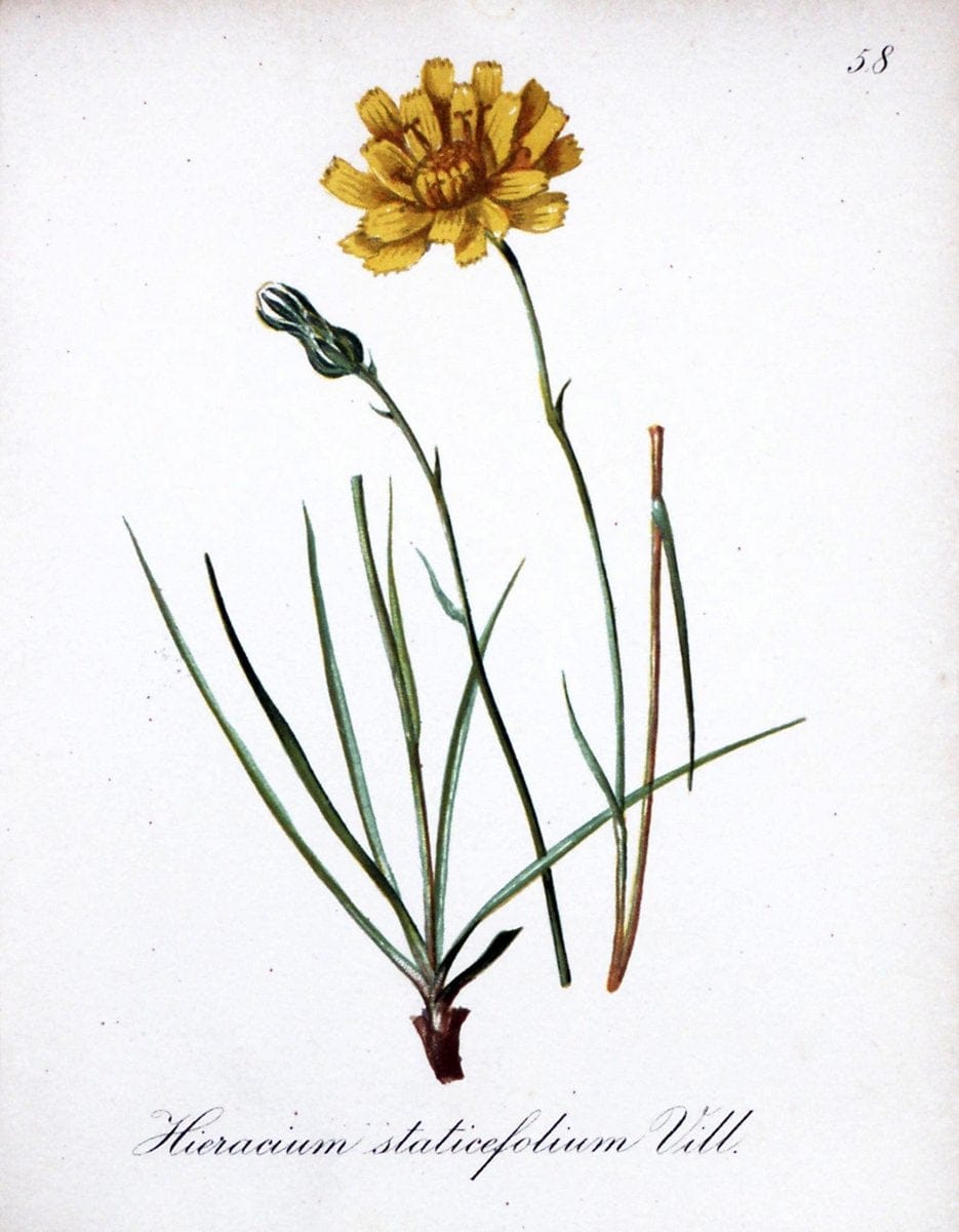 Die Alpenpflanzen nach der Natur gemalt /.Prag :F. Tempsky,1879-1884.. |  | Vintage Print Reproduction 470603