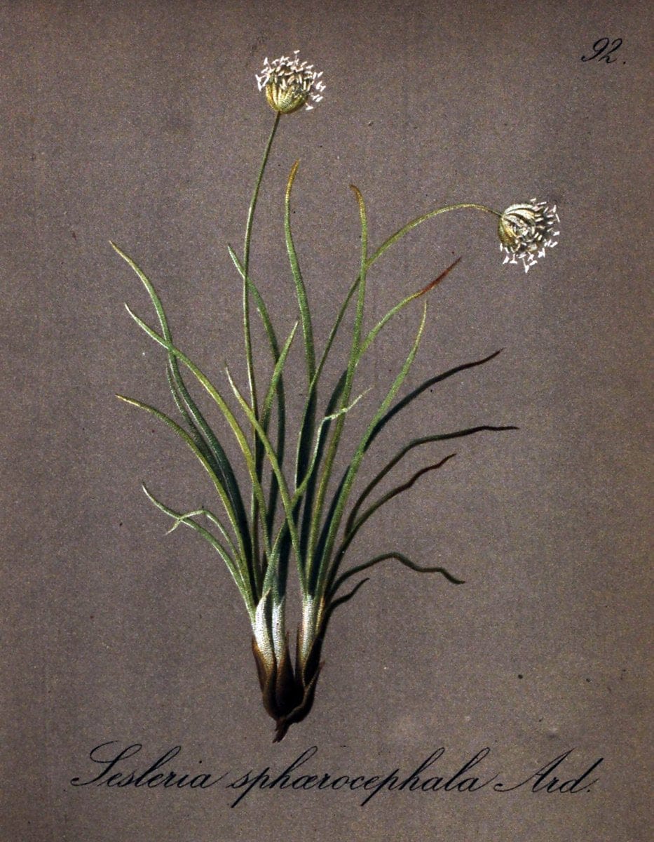 Die Alpenpflanzen nach der Natur gemalt /.Prag :F. Tempsky,1879-1884.. |  | Vintage Print Reproduction 470604