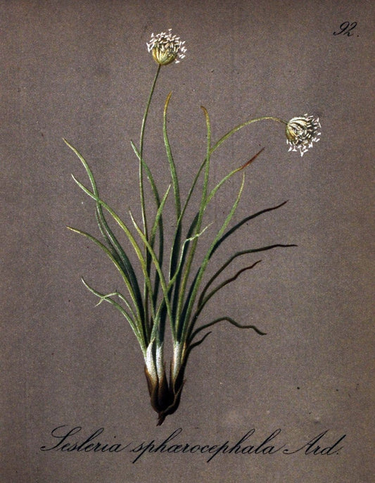 Die Alpenpflanzen nach der Natur gemalt /.Prag :F. Tempsky,1879-1884.. |  | Vintage Print Reproduction 470604