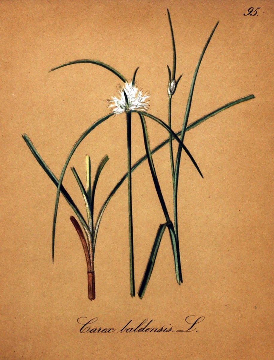 Die Alpenpflanzen nach der Natur gemalt /.Prag :F. Tempsky,1879-1884.. |  | Vintage Print Reproduction 470605