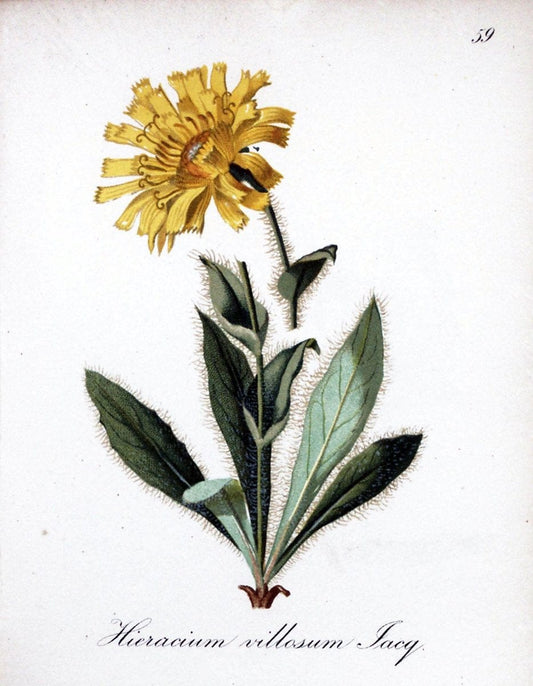 Die Alpenpflanzen nach der Natur gemalt /.Prag :F. Tempsky,1879-1884.. |  | Vintage Print Reproduction 470606