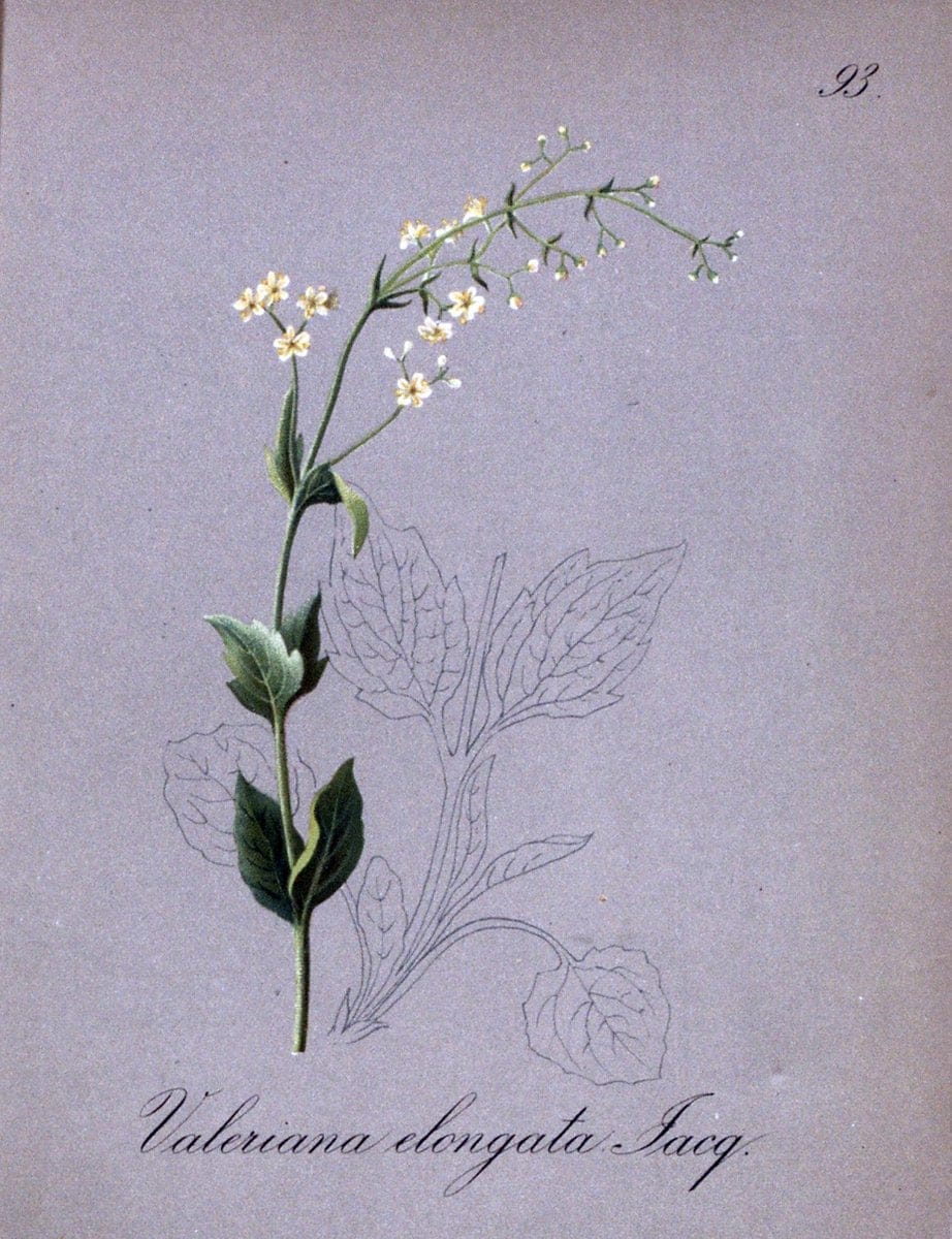 Die Alpenpflanzen nach der Natur gemalt /.Prag :F. Tempsky,1879-1884.. |  | Vintage Print Reproduction 470607