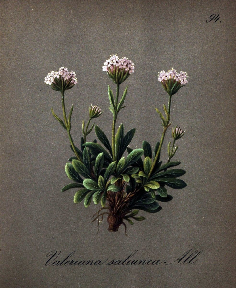 Die Alpenpflanzen nach der Natur gemalt /.Prag :F. Tempsky,1879-1884.. |  | Vintage Print Reproduction 470608