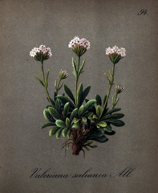 Die Alpenpflanzen nach der Natur gemalt /.Prag :F. Tempsky,1879-1884.. |  | Vintage Print Reproduction 470608