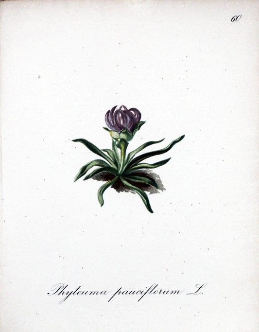 Die Alpenpflanzen nach der Natur gemalt /.Prag :F. Tempsky,1879-1884.. |  | Vintage Print Reproduction 470609