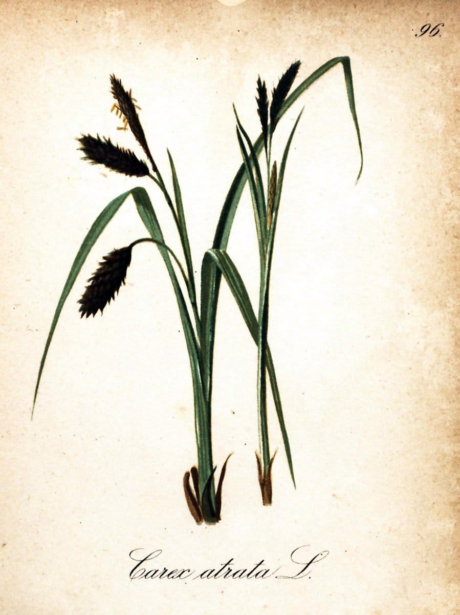 Die Alpenpflanzen nach der Natur gemalt /.Prag :F. Tempsky,1879-1884.. |  | Vintage Print Reproduction 470610