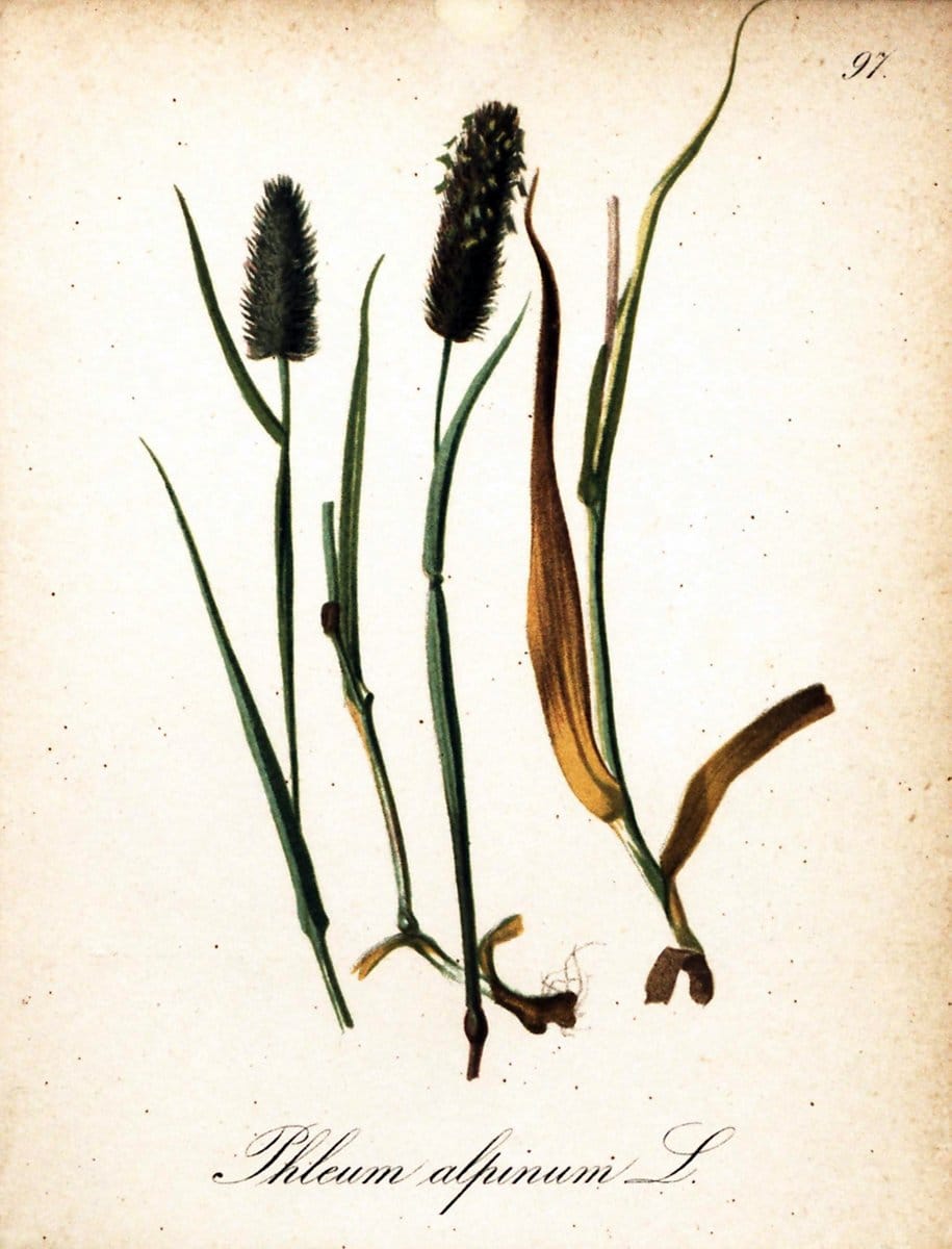 Die Alpenpflanzen nach der Natur gemalt /.Prag :F. Tempsky,1879-1884.. |  | Vintage Print Reproduction 470611