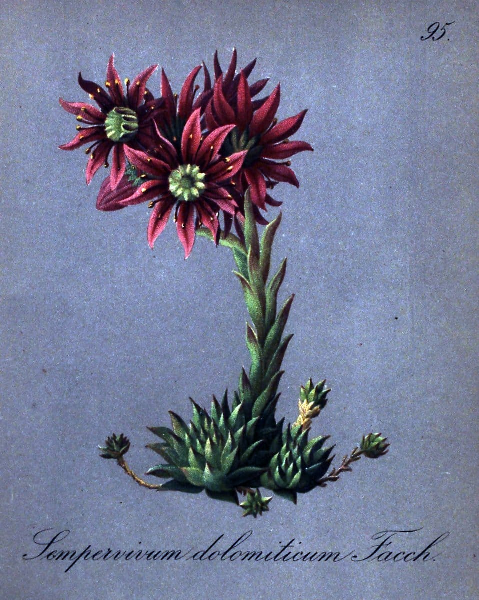 Die Alpenpflanzen nach der Natur gemalt /.Prag :F. Tempsky,1879-1884.. |  | Vintage Print Reproduction 470612