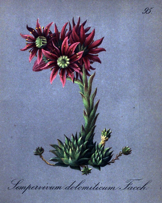 Die Alpenpflanzen nach der Natur gemalt /.Prag :F. Tempsky,1879-1884.. |  | Vintage Print Reproduction 470612