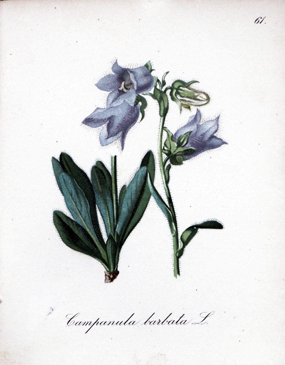 Die Alpenpflanzen nach der Natur gemalt /.Prag :F. Tempsky,1879-1884.. |  | Vintage Print Reproduction 470613