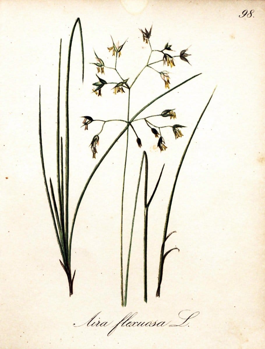 Die Alpenpflanzen nach der Natur gemalt /.Prag :F. Tempsky,1879-1884.. |  | Vintage Print Reproduction 470614