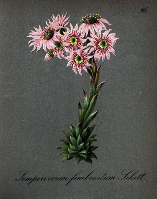 Die Alpenpflanzen nach der Natur gemalt /.Prag :F. Tempsky,1879-1884.. |  | Vintage Print Reproduction 470615
