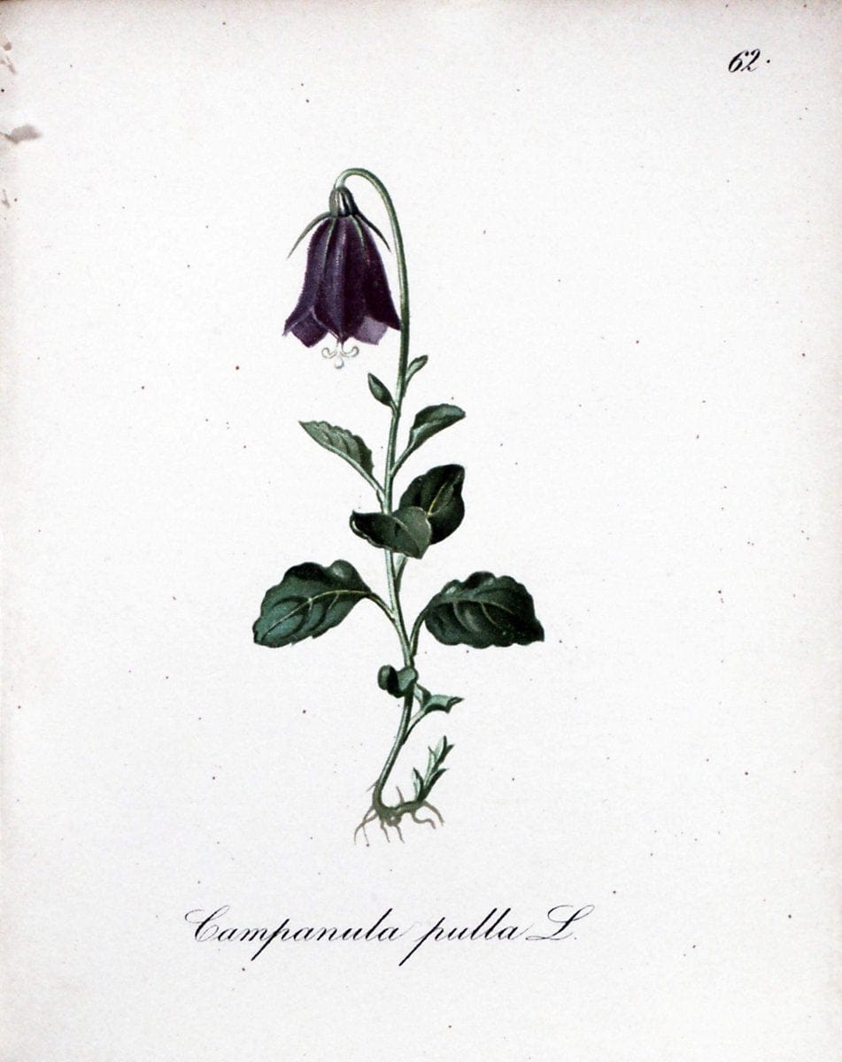 Die Alpenpflanzen nach der Natur gemalt /.Prag :F. Tempsky,1879-1884.. |  | Vintage Print Reproduction 470616