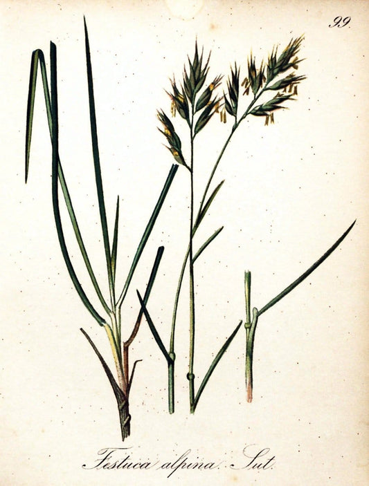 Die Alpenpflanzen nach der Natur gemalt /.Prag :F. Tempsky,1879-1884.. |  | Vintage Print Reproduction 470617