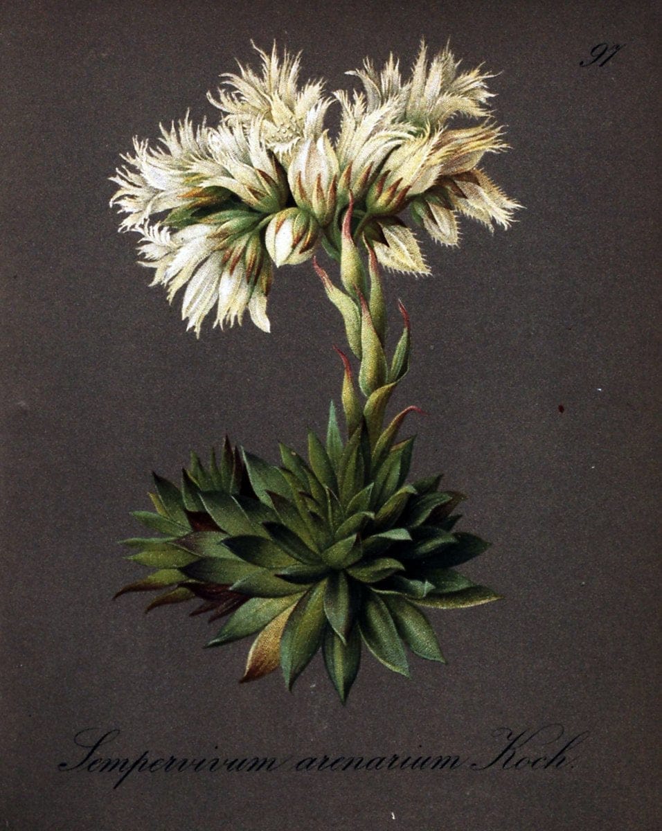 Die Alpenpflanzen nach der Natur gemalt /.Prag :F. Tempsky,1879-1884.. |  | Vintage Print Reproduction 470619