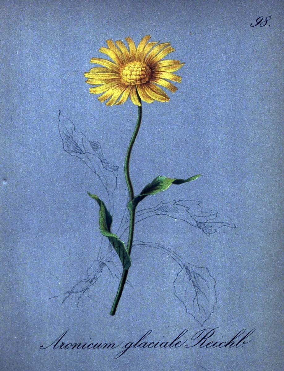 Die Alpenpflanzen nach der Natur gemalt /.Prag :F. Tempsky,1879-1884.. |  | Vintage Print Reproduction 470621