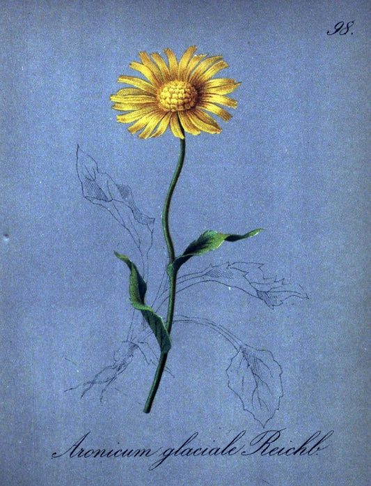 Die Alpenpflanzen nach der Natur gemalt /.Prag :F. Tempsky,1879-1884.. |  | Vintage Print Reproduction 470621
