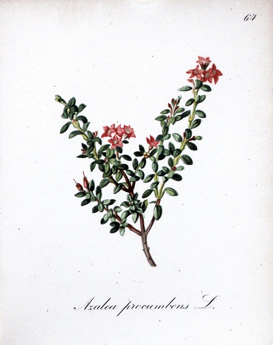 Die Alpenpflanzen nach der Natur gemalt /.Prag :F. Tempsky,1879-1884.. |  | Vintage Print Reproduction 470622