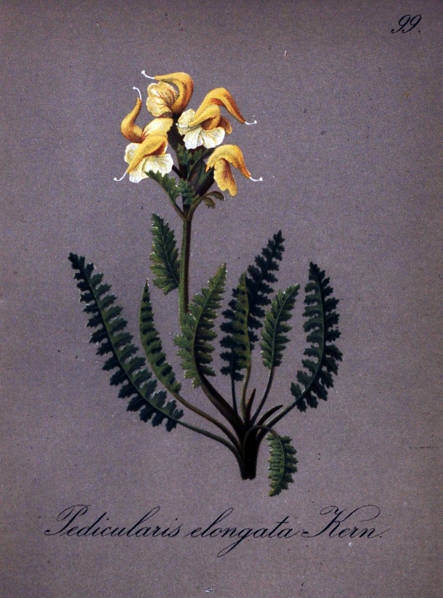 Die Alpenpflanzen nach der Natur gemalt /.Prag :F. Tempsky,1879-1884.. |  | Vintage Print Reproduction 470623