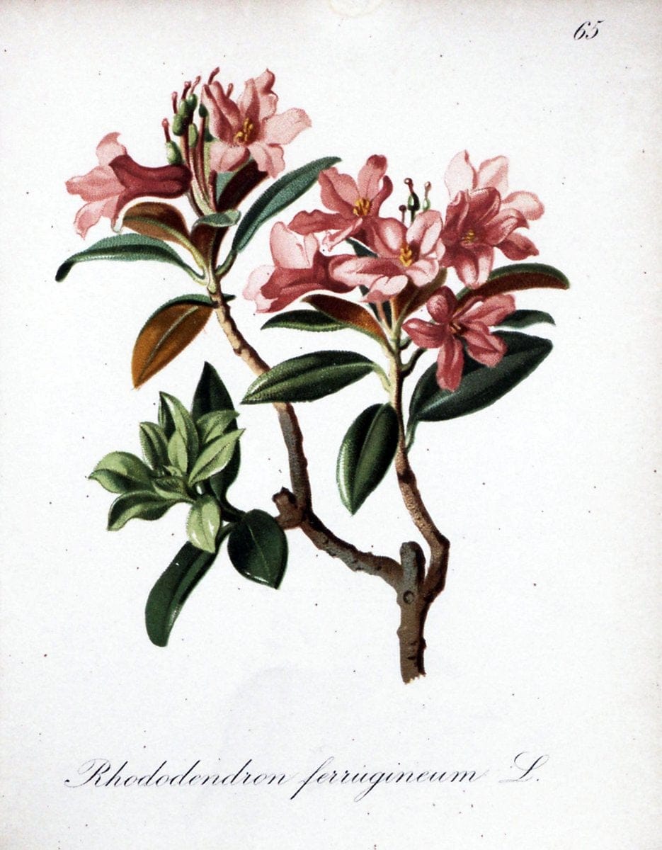 Die Alpenpflanzen nach der Natur gemalt /.Prag :F. Tempsky,1879-1884.. |  | Vintage Print Reproduction 470624