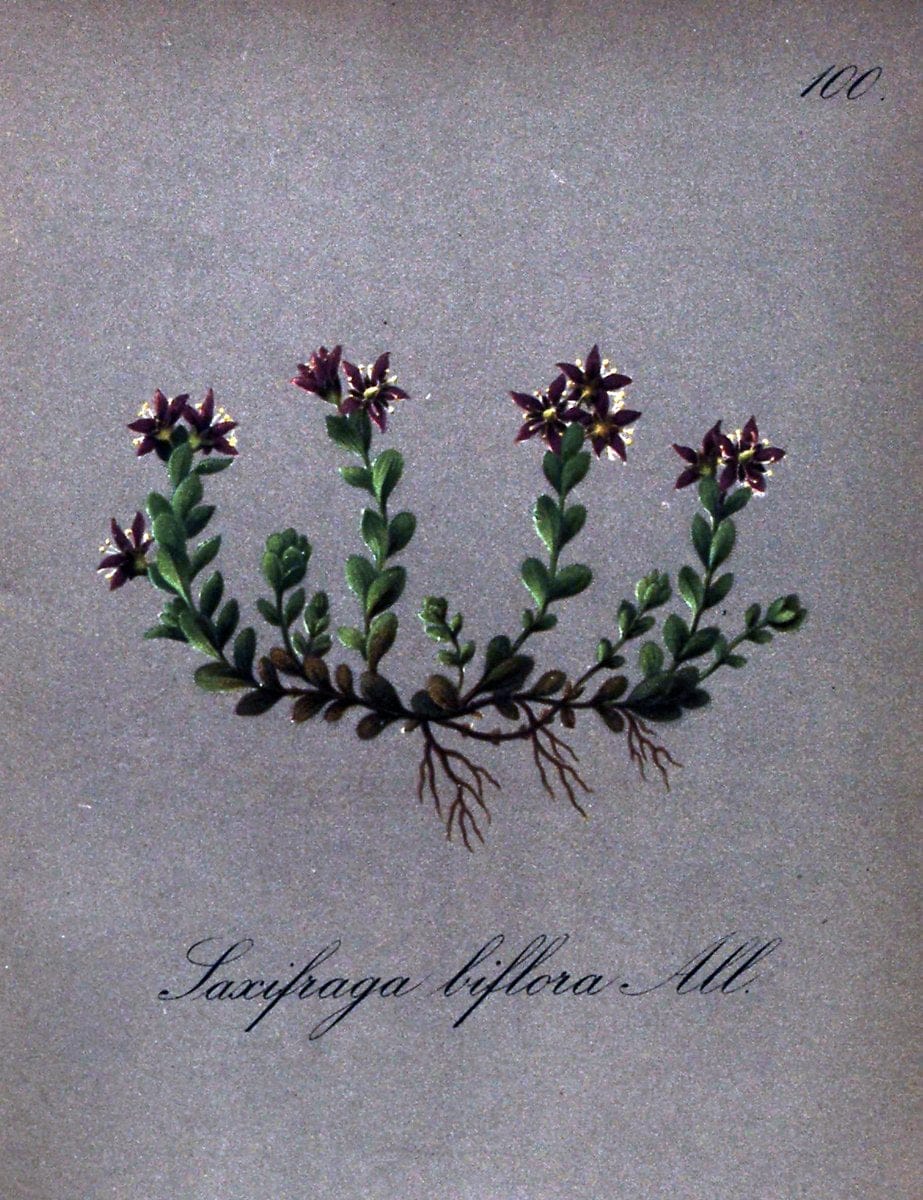 Die Alpenpflanzen nach der Natur gemalt /.Prag :F. Tempsky,1879-1884.. |  | Vintage Print Reproduction 470625