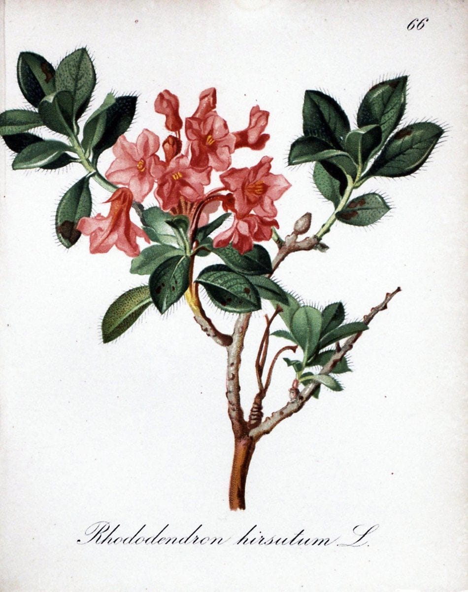 Die Alpenpflanzen nach der Natur gemalt /.Prag :F. Tempsky,1879-1884.. |  | Vintage Print Reproduction 470626