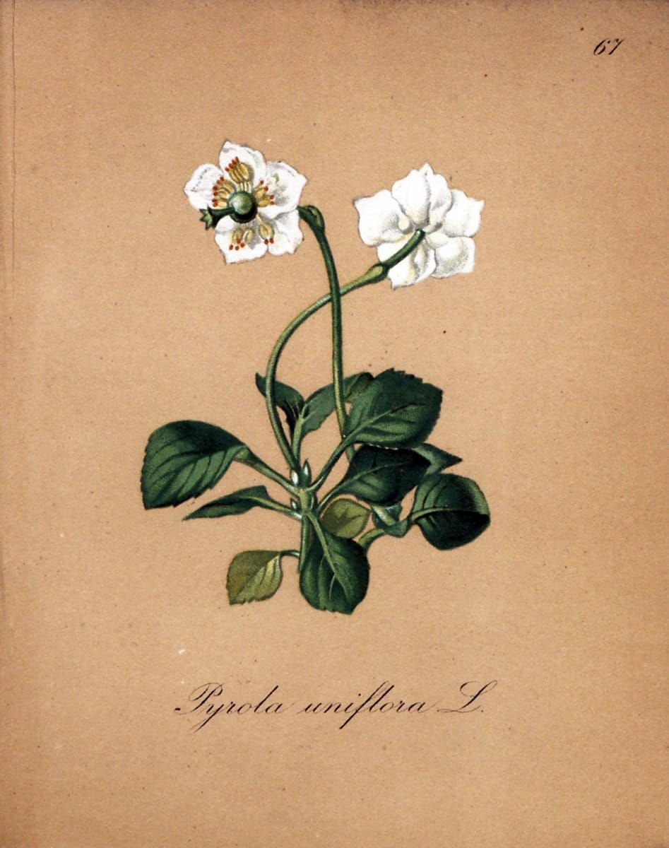 Die Alpenpflanzen nach der Natur gemalt /.Prag :F. Tempsky,1879-1884.. |  | Vintage Print Reproduction 470627