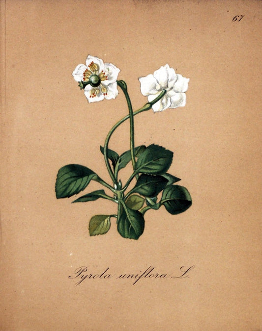 Die Alpenpflanzen nach der Natur gemalt /.Prag :F. Tempsky,1879-1884.. |  | Vintage Print Reproduction 470627