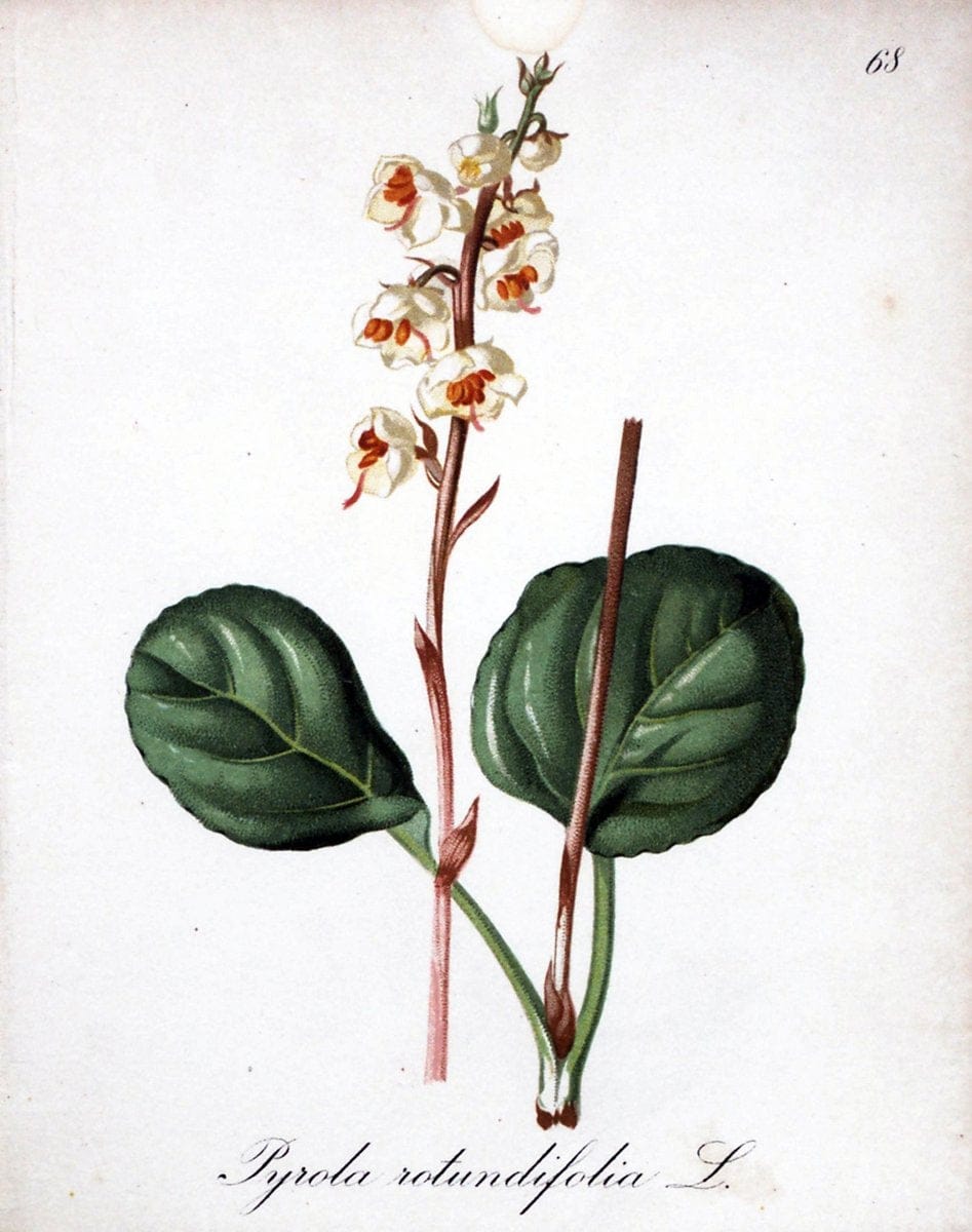 Die Alpenpflanzen nach der Natur gemalt /.Prag :F. Tempsky,1879-1884.. |  | Vintage Print Reproduction 470628