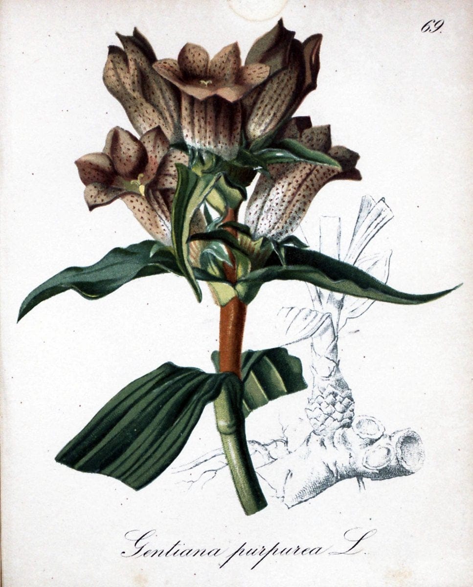 Die Alpenpflanzen nach der Natur gemalt /.Prag :F. Tempsky,1879-1884.. |  | Vintage Print Reproduction 470629