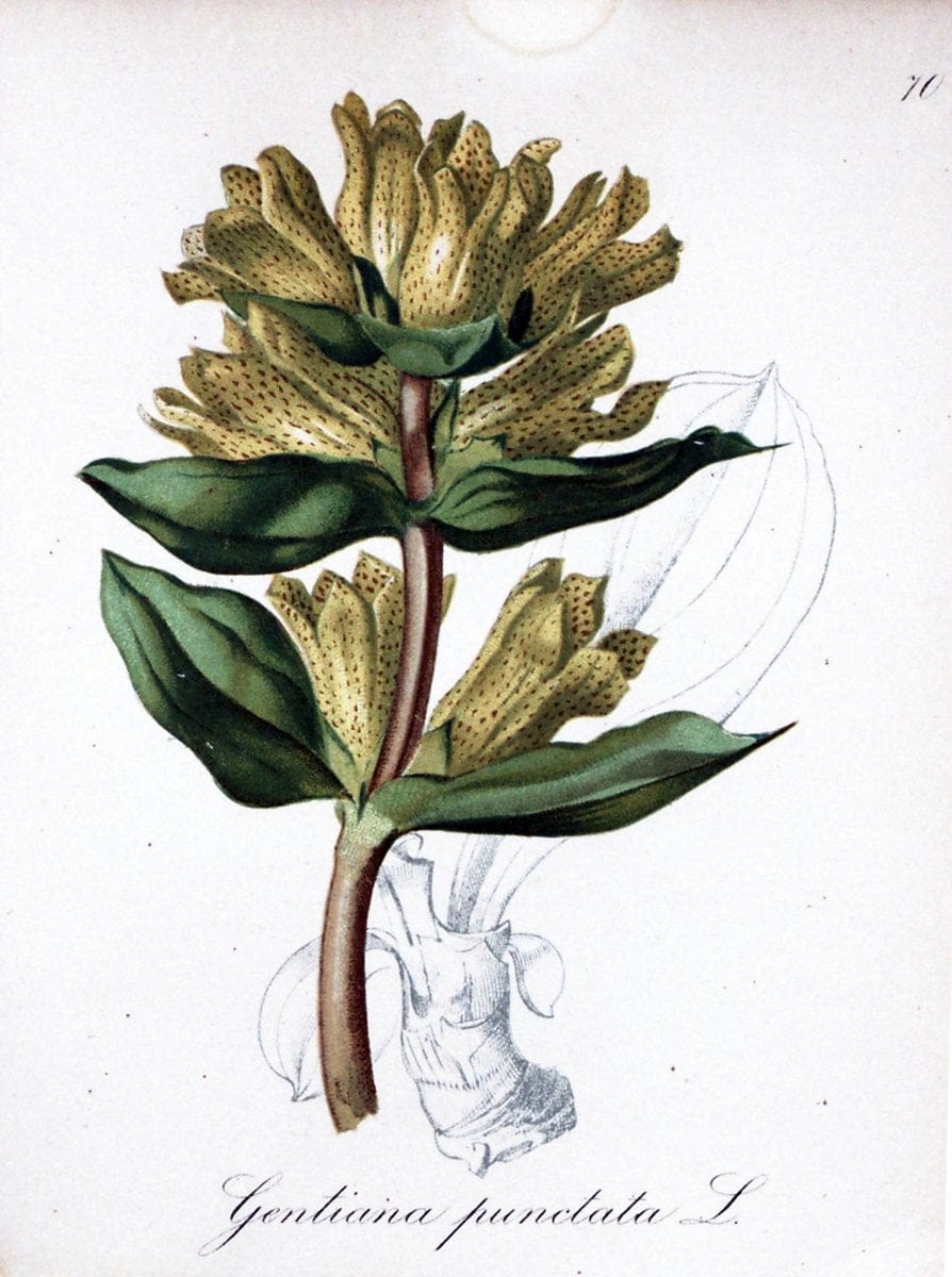 Die Alpenpflanzen nach der Natur gemalt /.Prag :F. Tempsky,1879-1884.. |  | Vintage Print Reproduction 470630