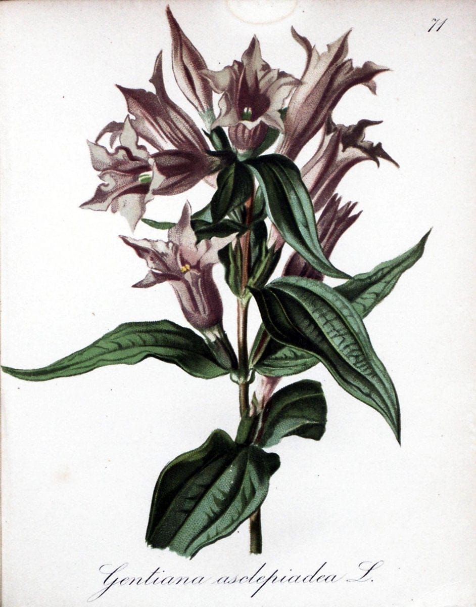 Die Alpenpflanzen nach der Natur gemalt /.Prag :F. Tempsky,1879-1884.. |  | Vintage Print Reproduction 470631