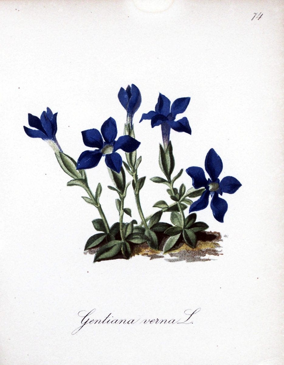 Die Alpenpflanzen nach der Natur gemalt /.Prag :F. Tempsky,1879-1884.. |  | Vintage Print Reproduction 470634