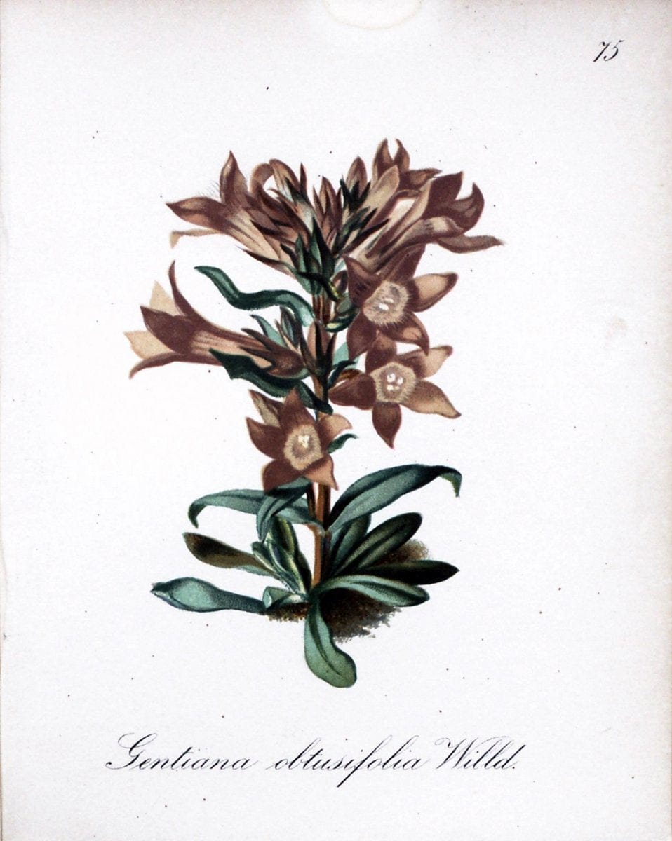 Die Alpenpflanzen nach der Natur gemalt /.Prag :F. Tempsky,1879-1884.. |  | Vintage Print Reproduction 470635