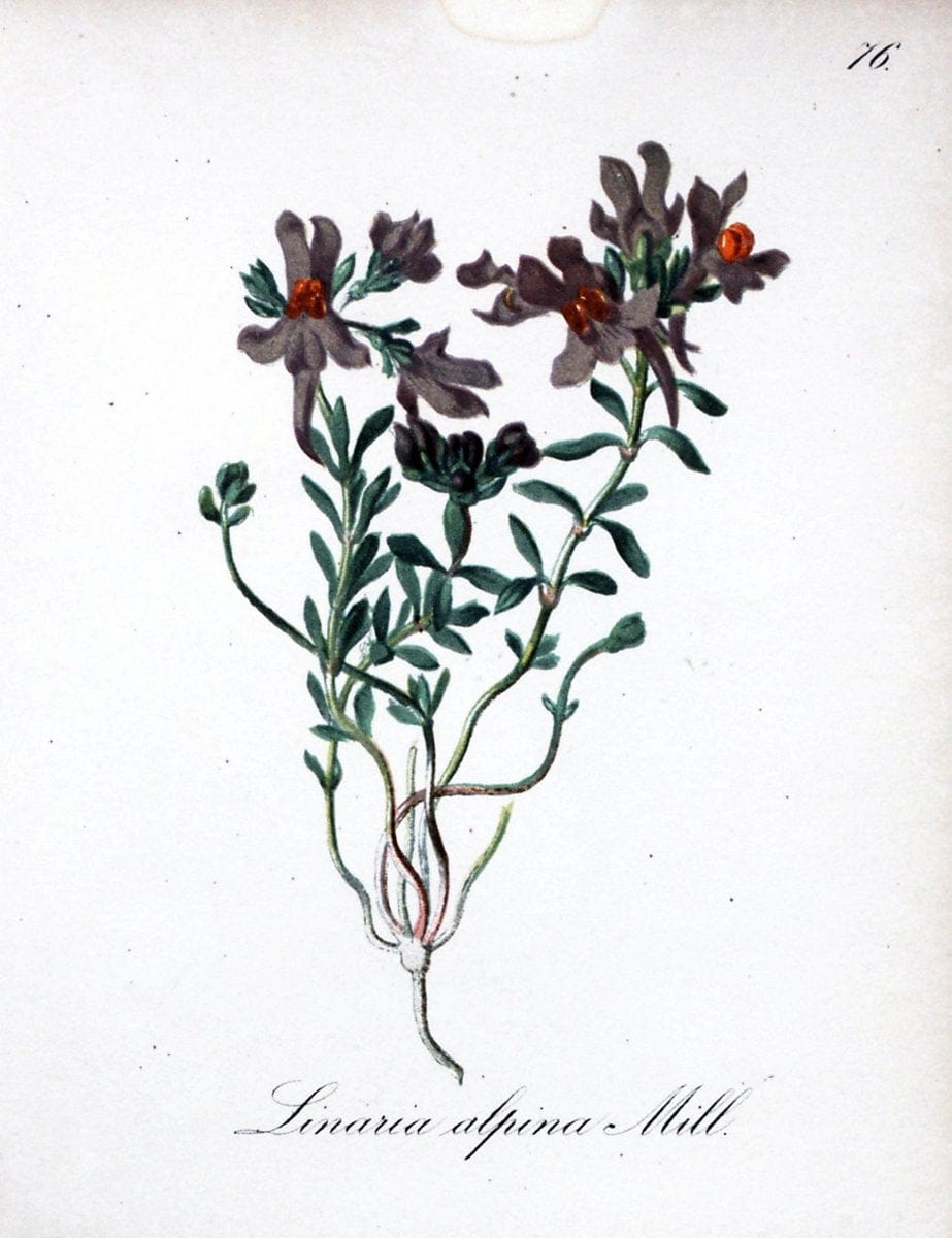 Die Alpenpflanzen nach der Natur gemalt /.Prag :F. Tempsky,1879-1884.. |  | Vintage Print Reproduction 470636