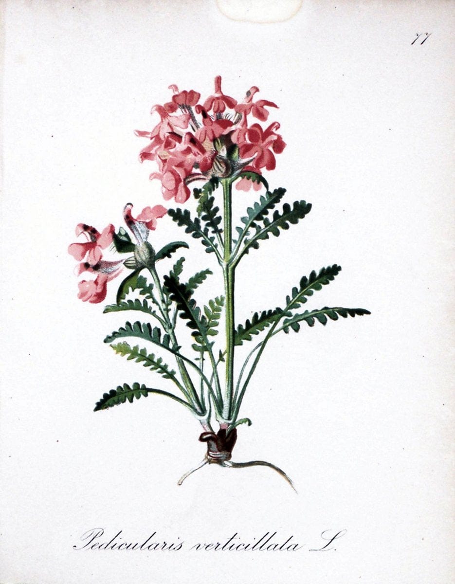 Die Alpenpflanzen nach der Natur gemalt /.Prag :F. Tempsky,1879-1884.. |  | Vintage Print Reproduction 470637