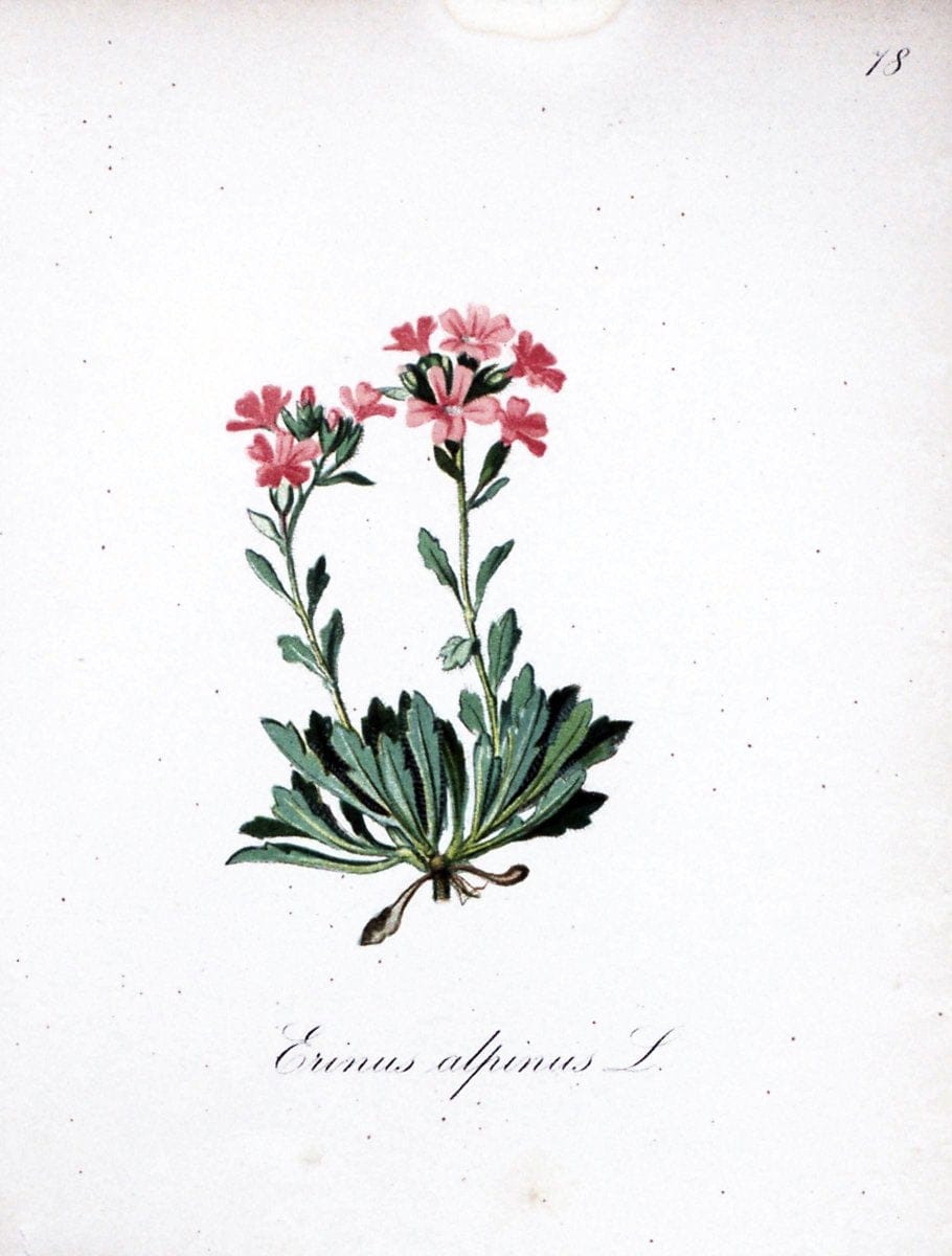 Die Alpenpflanzen nach der Natur gemalt /.Prag :F. Tempsky,1879-1884.. |  | Vintage Print Reproduction 470638