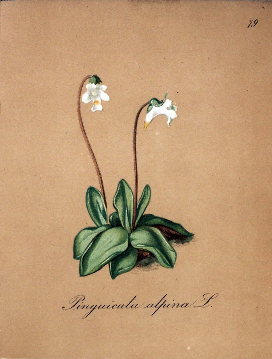 Die Alpenpflanzen nach der Natur gemalt /.Prag :F. Tempsky,1879-1884.. |  | Vintage Print Reproduction 470639