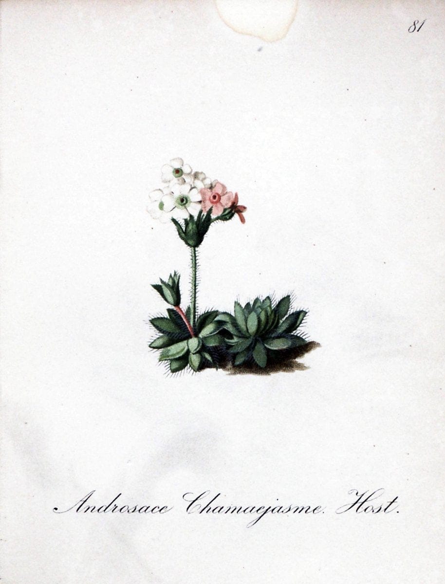 Die Alpenpflanzen nach der Natur gemalt /.Prag :F. Tempsky,1879-1884.. |  | Vintage Print Reproduction 470641