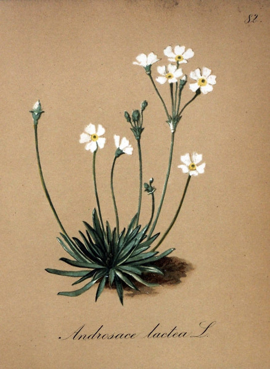 Die Alpenpflanzen nach der Natur gemalt /.Prag :F. Tempsky,1879-1884.. |  | Vintage Print Reproduction 470642