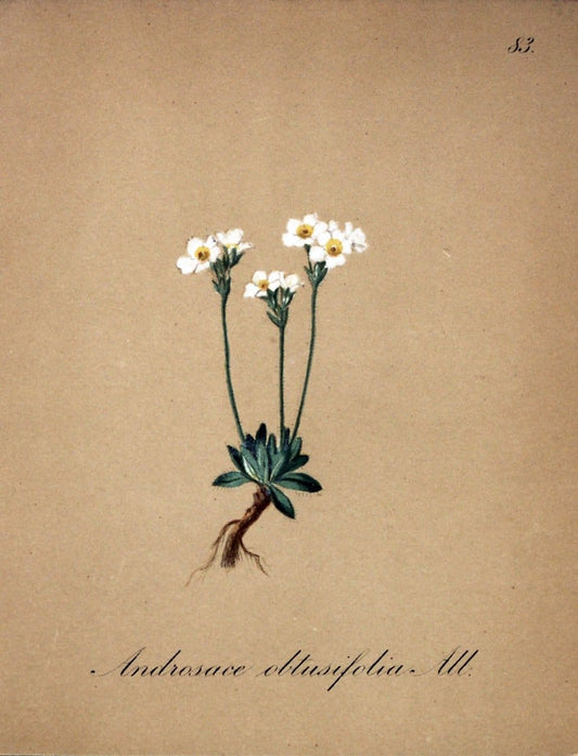 Die Alpenpflanzen nach der Natur gemalt /.Prag :F. Tempsky,1879-1884.. |  | Vintage Print Reproduction 470643