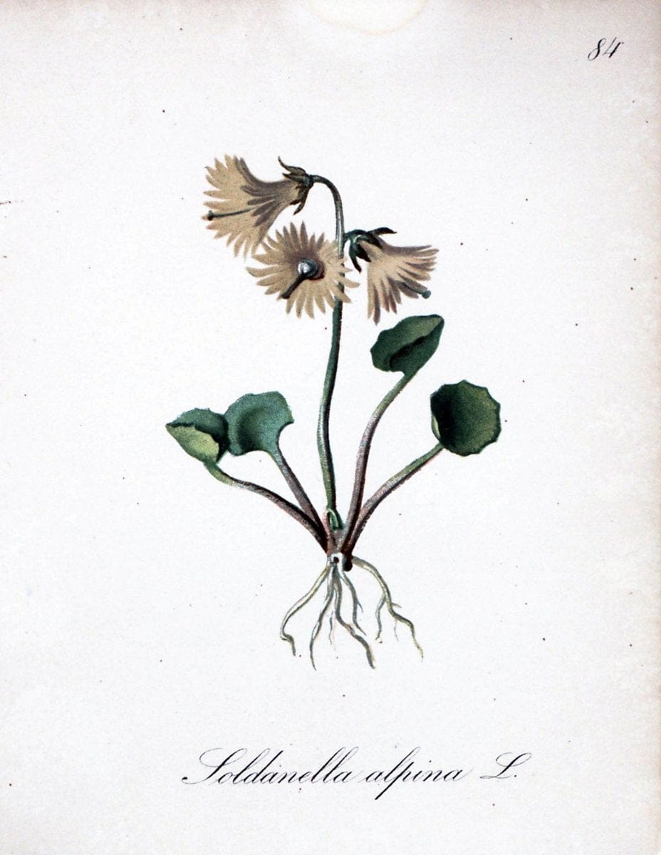 Die Alpenpflanzen nach der Natur gemalt /.Prag :F. Tempsky,1879-1884.. |  | Vintage Print Reproduction 470644