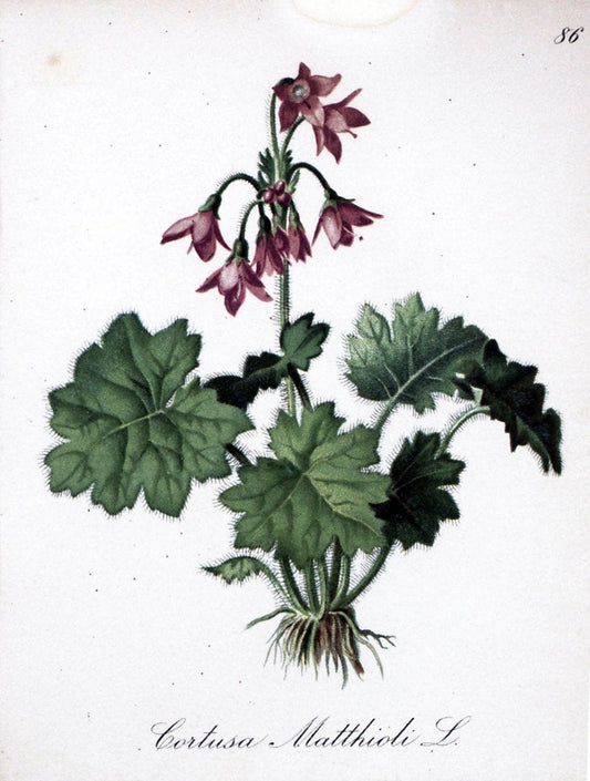 Die Alpenpflanzen nach der Natur gemalt /.Prag :F. Tempsky,1879-1884.. |  | Vintage Print Reproduction 470646