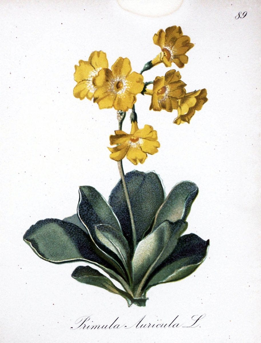 Die Alpenpflanzen nach der Natur gemalt /.Prag :F. Tempsky,1879-1884.. |  | Vintage Print Reproduction 470649