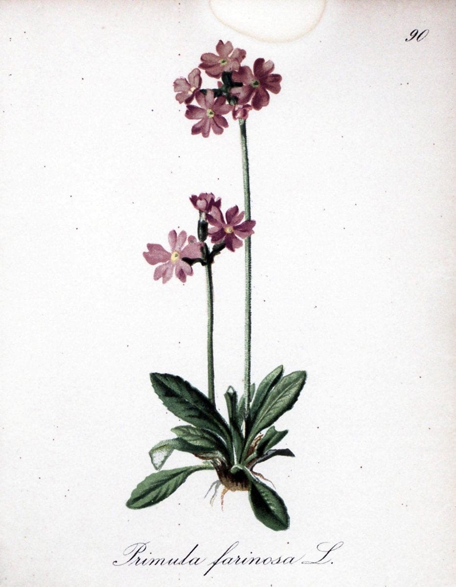 Die Alpenpflanzen nach der Natur gemalt /.Prag :F. Tempsky,1879-1884.. |  | Vintage Print Reproduction 470650