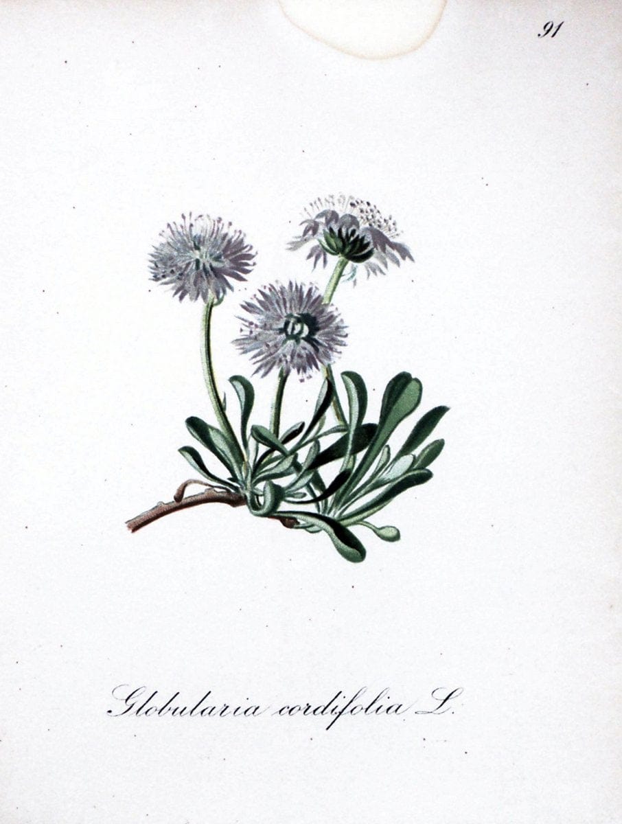 Die Alpenpflanzen nach der Natur gemalt /.Prag :F. Tempsky,1879-1884.. |  | Vintage Print Reproduction 470651