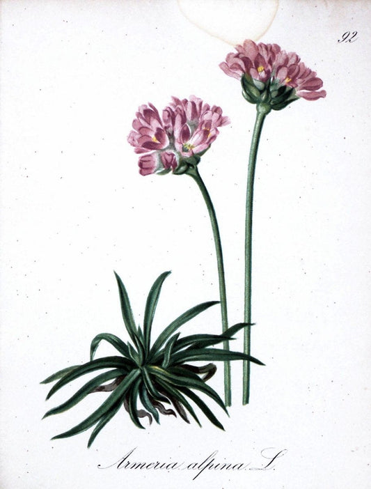 Die Alpenpflanzen nach der Natur gemalt /.Prag :F. Tempsky,1879-1884.. |  | Vintage Print Reproduction 470653