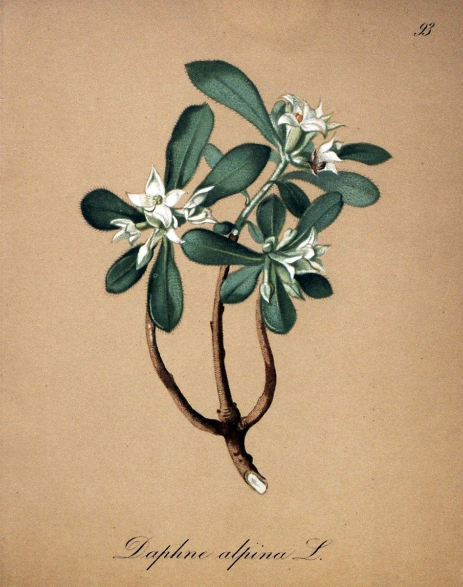 Die Alpenpflanzen nach der Natur gemalt /.Prag :F. Tempsky,1879-1884.. |  | Vintage Print Reproduction 470654