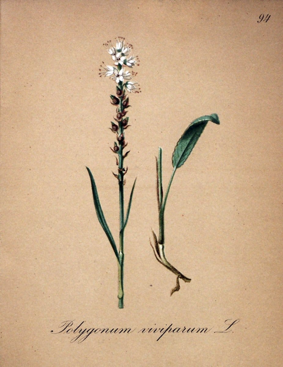 Die Alpenpflanzen nach der Natur gemalt /.Prag :F. Tempsky,1879-1884.. |  | Vintage Print Reproduction 470655