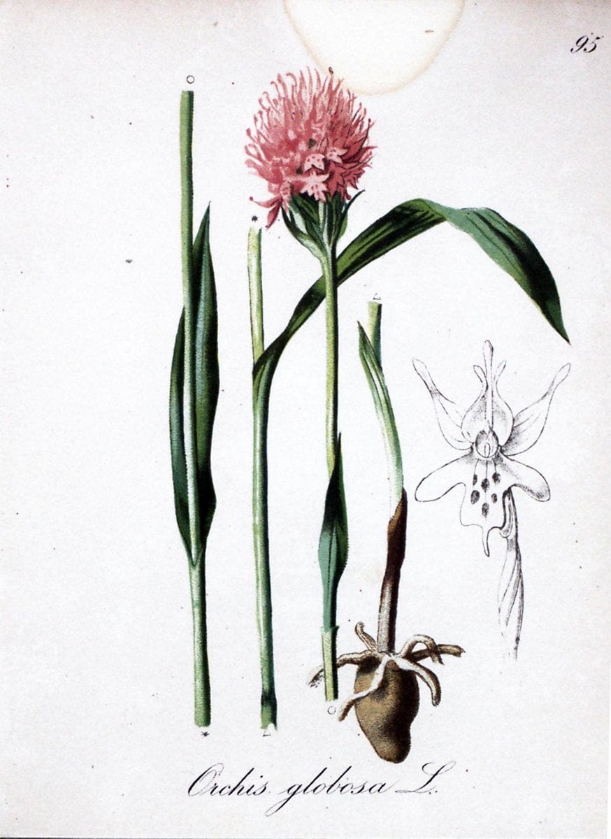 Die Alpenpflanzen nach der Natur gemalt /.Prag :F. Tempsky,1879-1884.. |  | Vintage Print Reproduction 470656